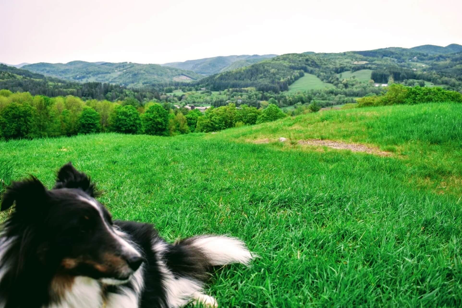 Dog at the peak of Mt Peg