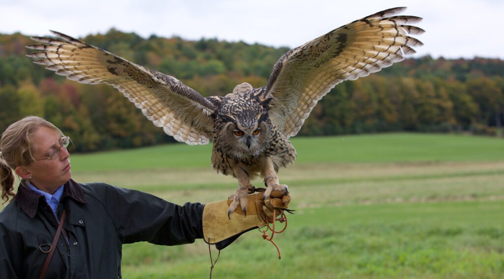 Eurasian Eagle Owl