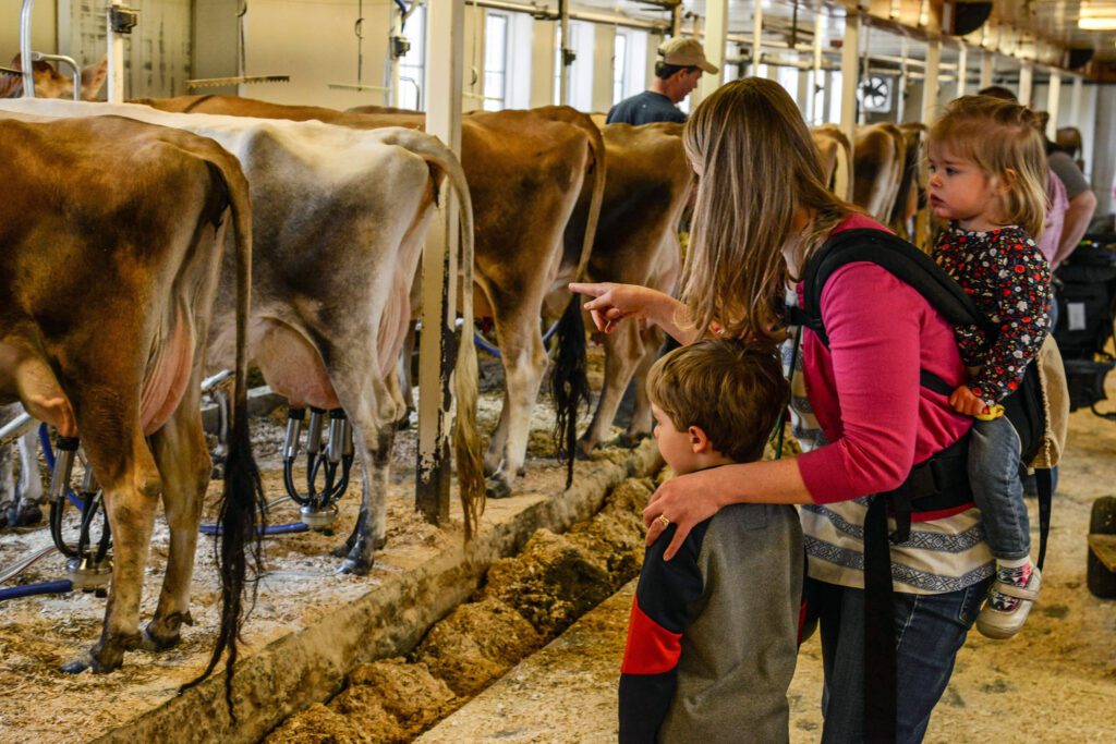 Billings Farm visitors milking