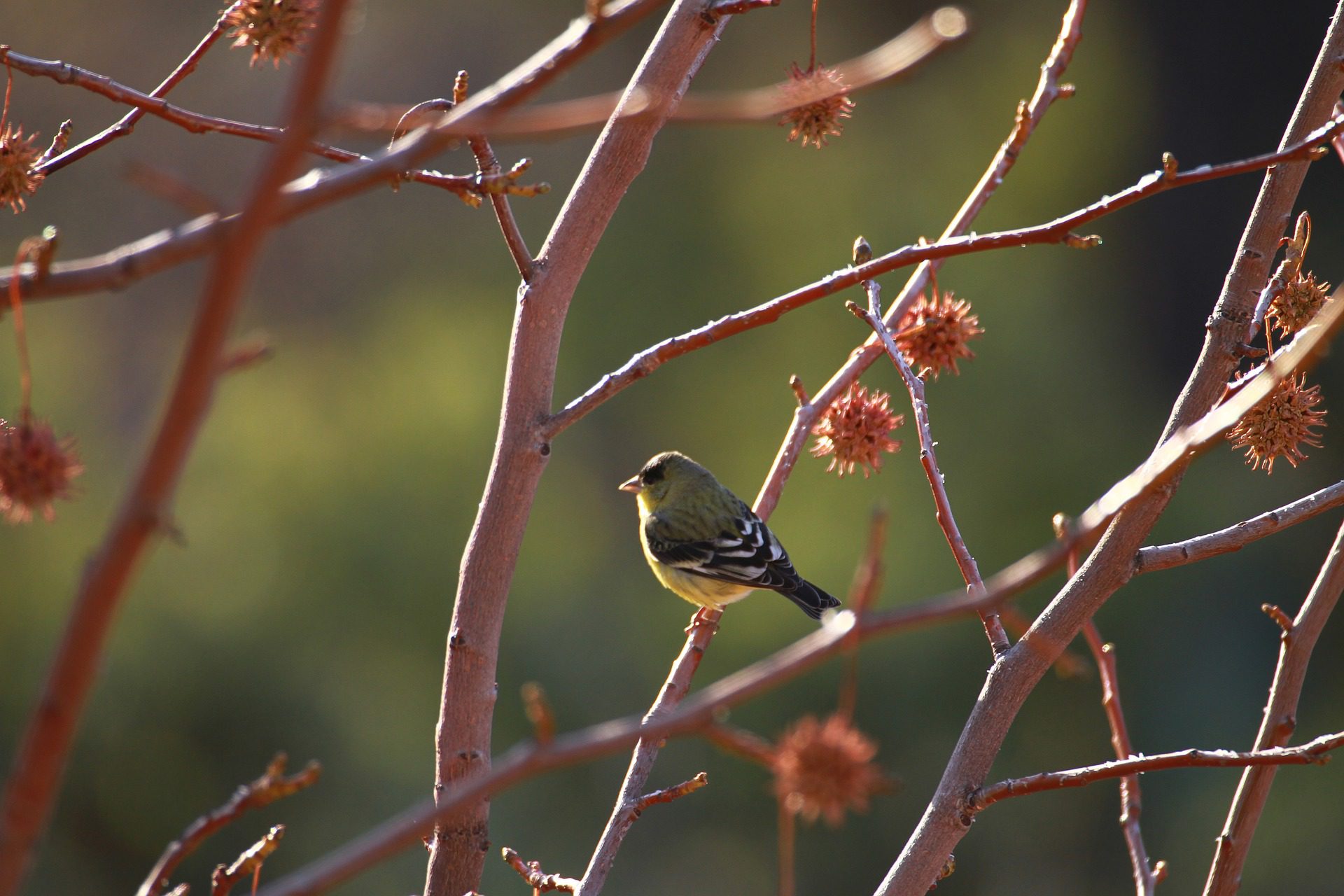 Finch in liquidamber tree