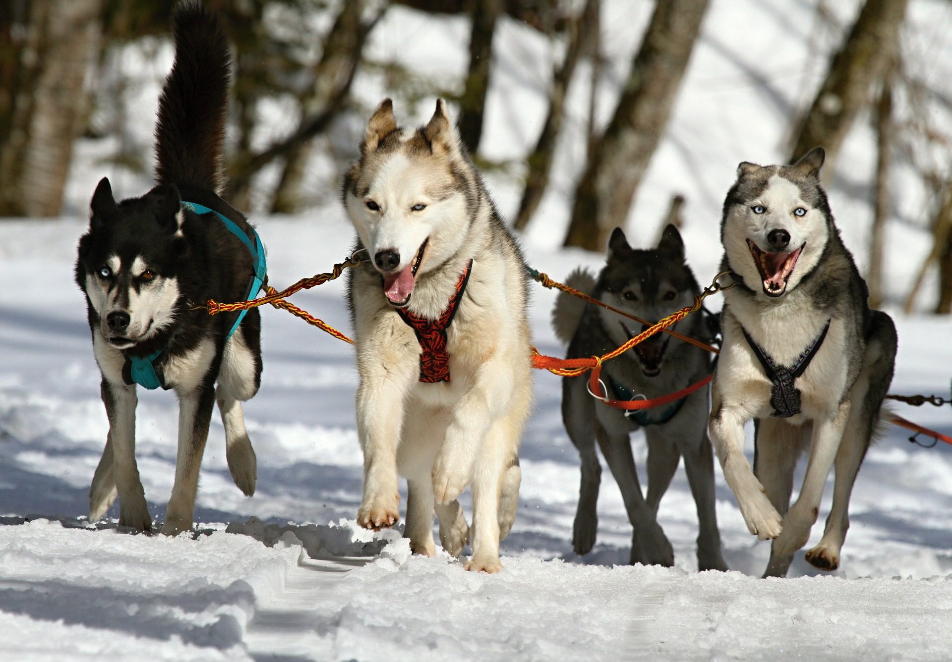Dogsledding