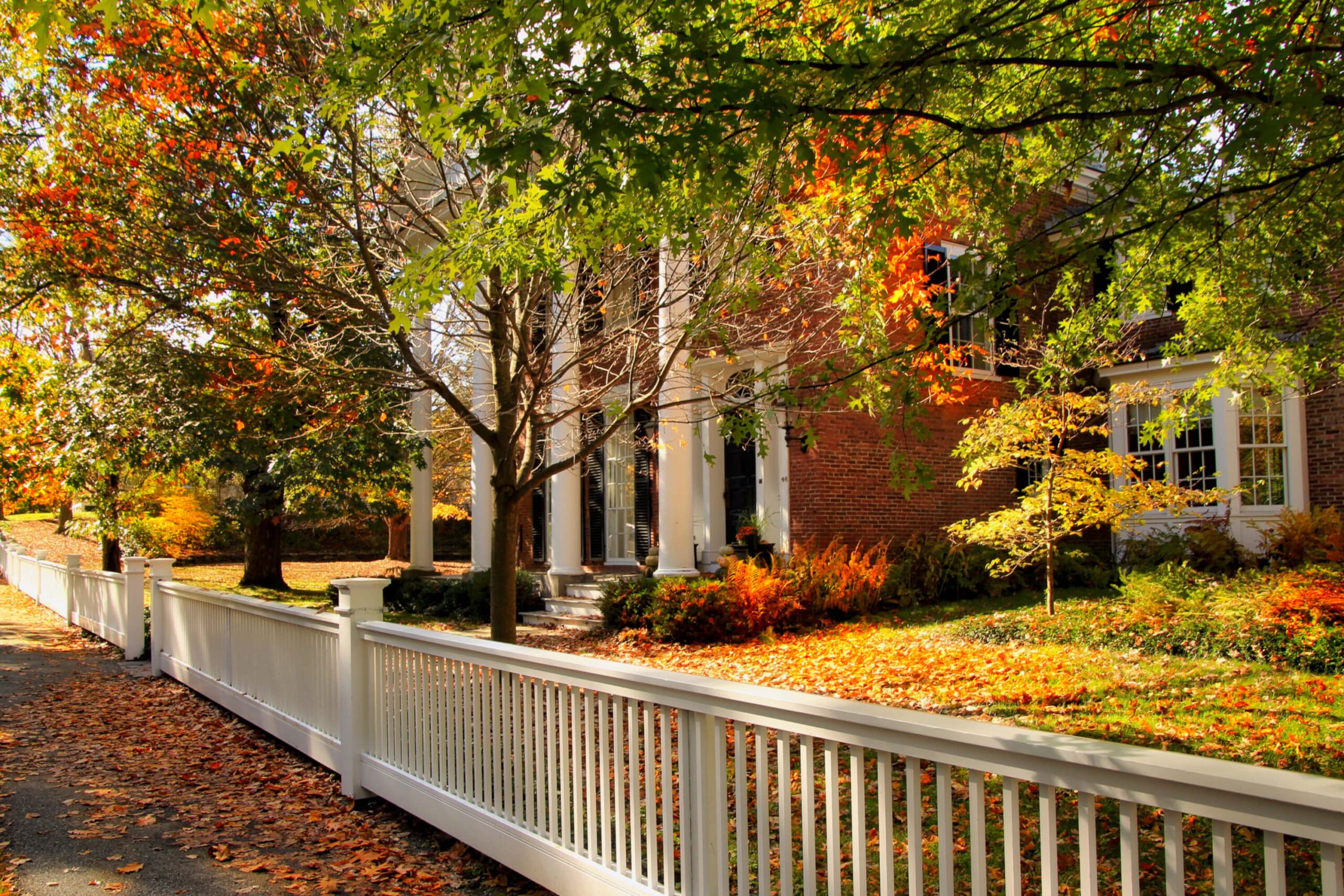 Elm Street fall foliage