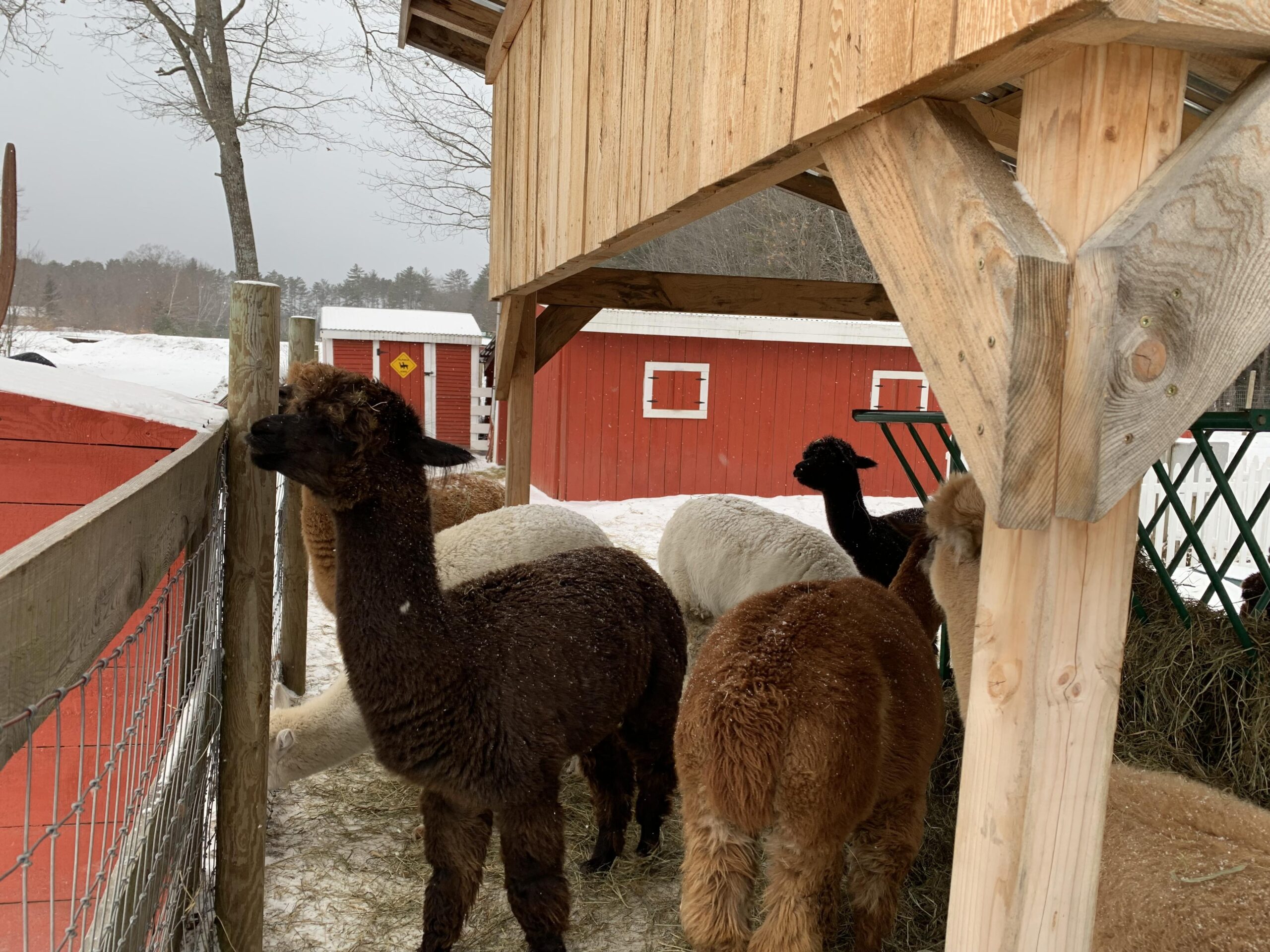 llamas at Quechee