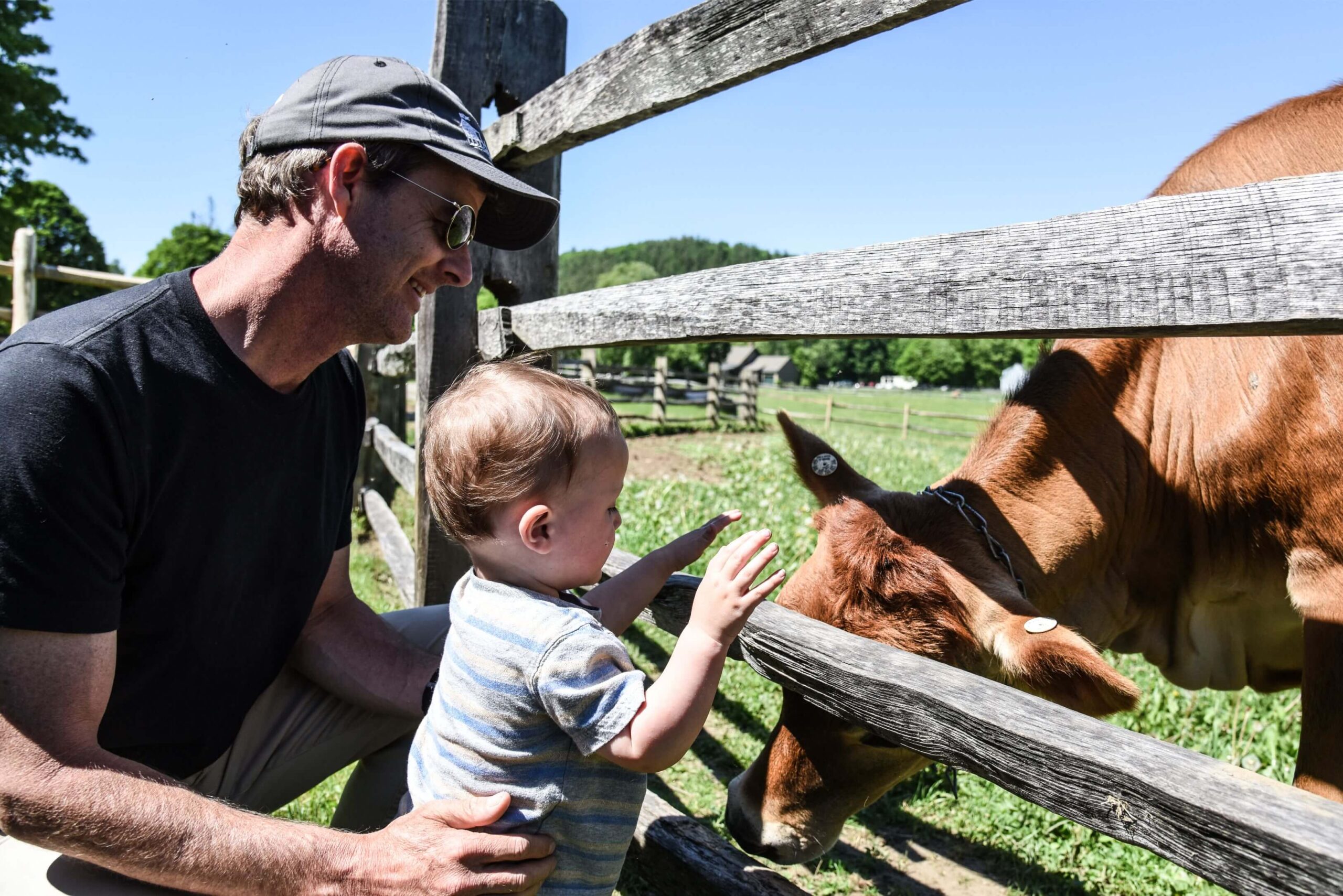 Baby meeting a cow at Billings Farm
