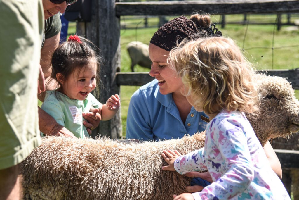 Visitors with the sheep at Billings Farm