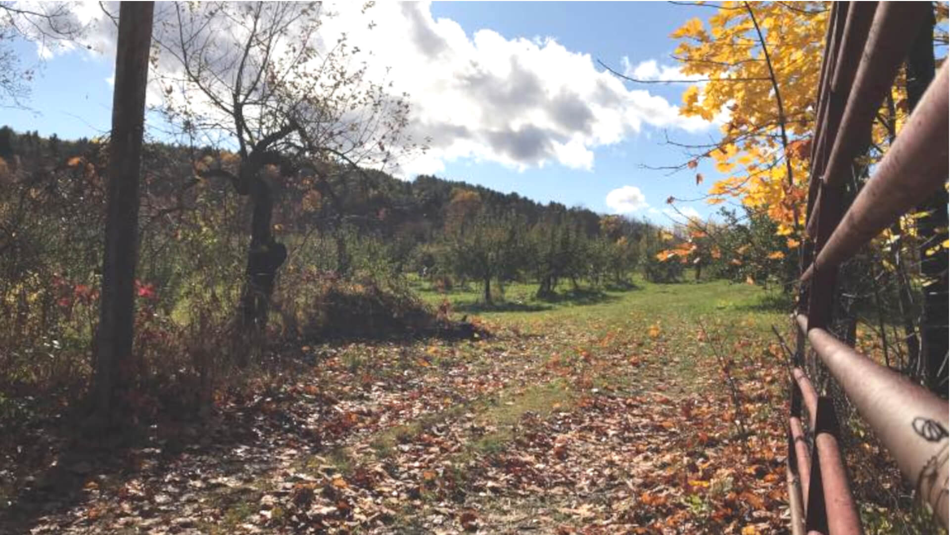 Moore's Orchard Sherburne Farm autumn