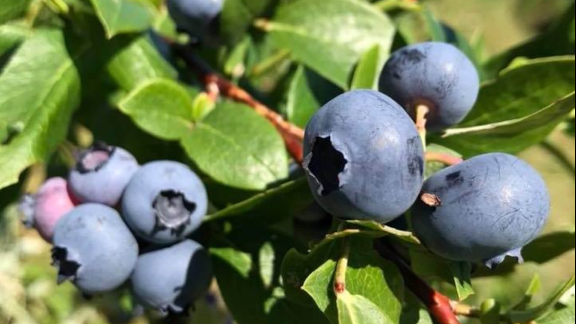 Moore's Orchard Sherburne Farm blueberries