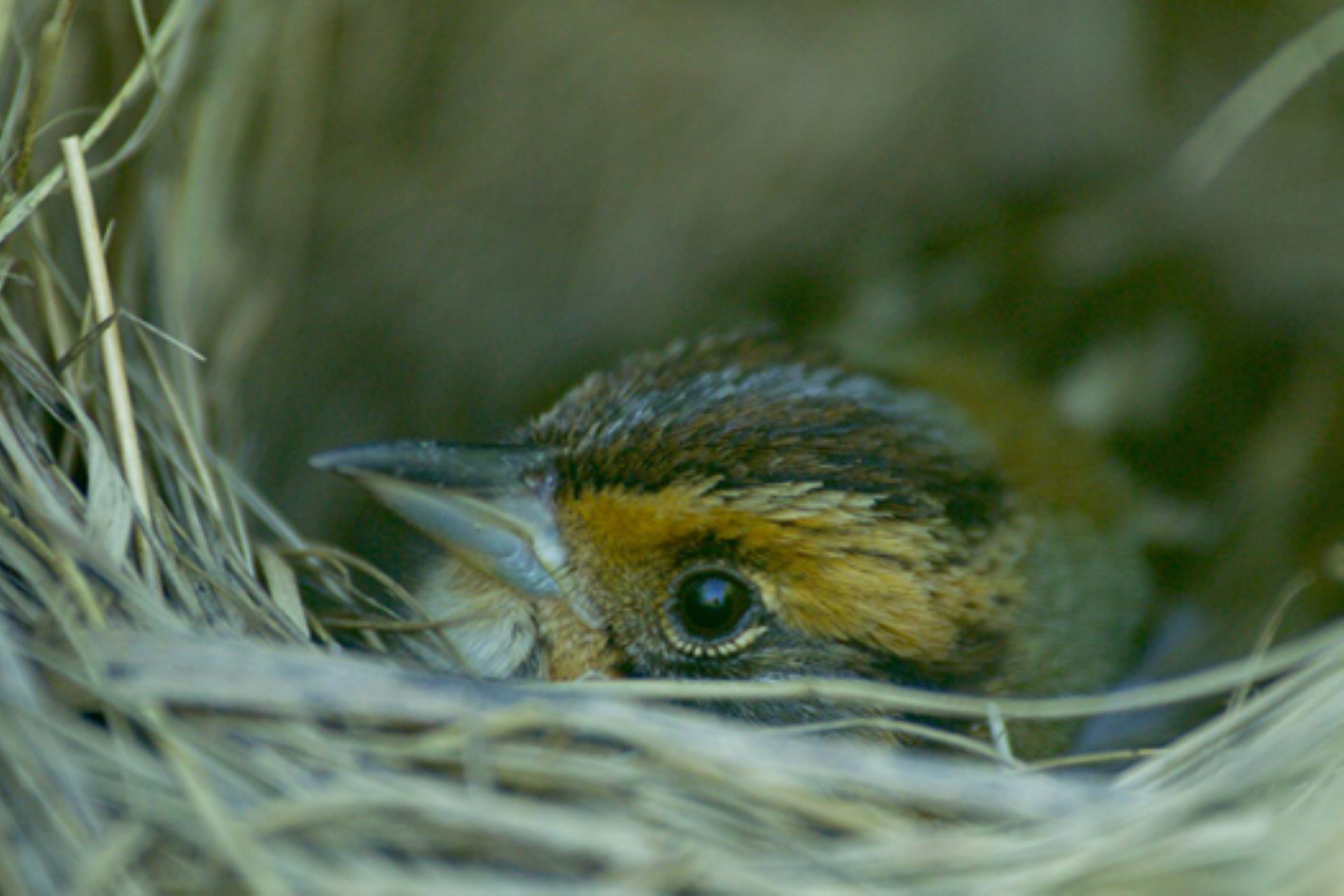 Close-up of a bird in a nest