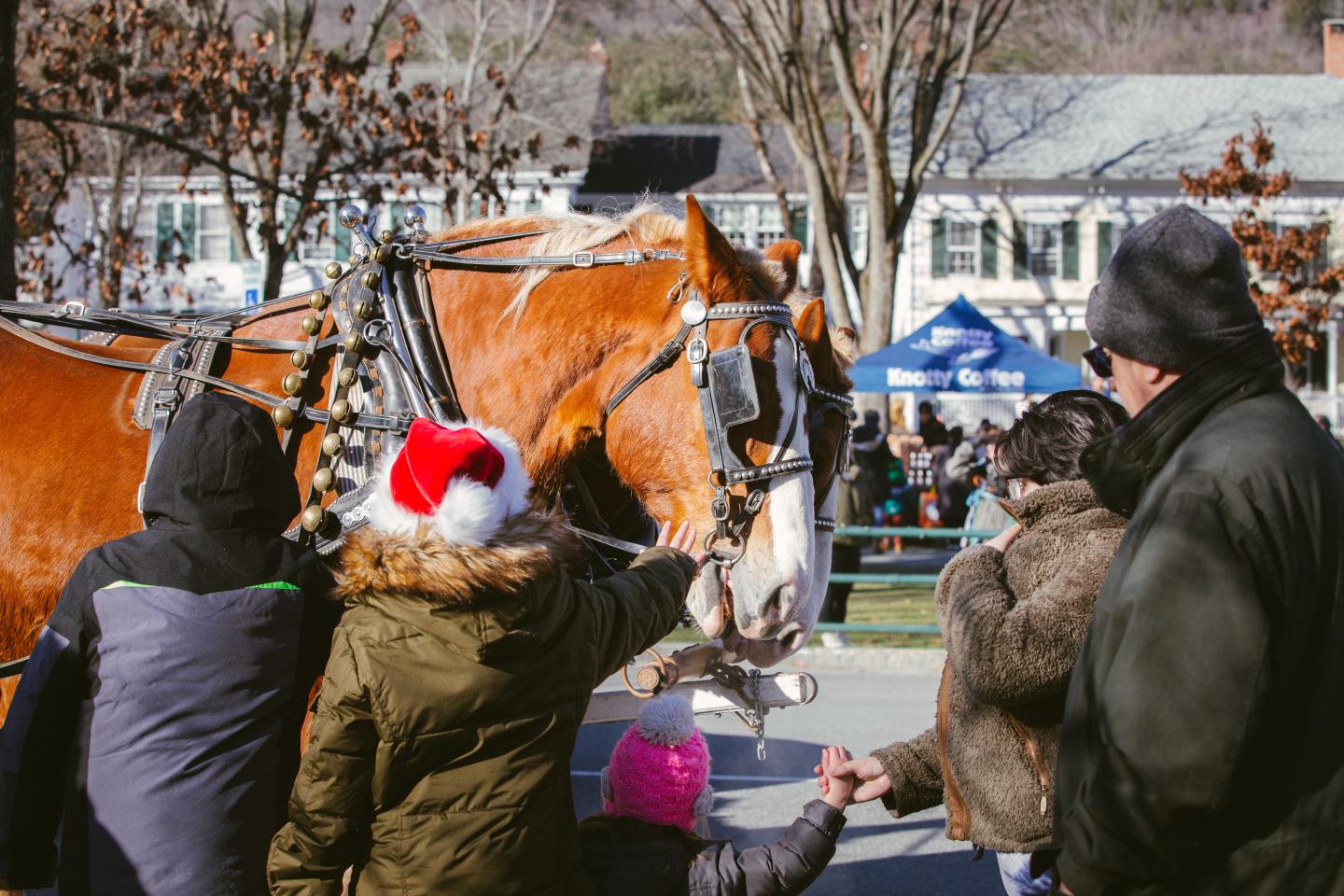 Wassail participants approach and interact with a carriage horse